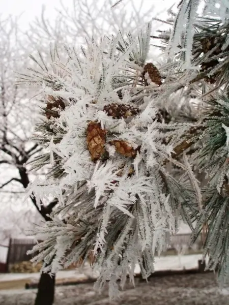 cones on a frozen twig