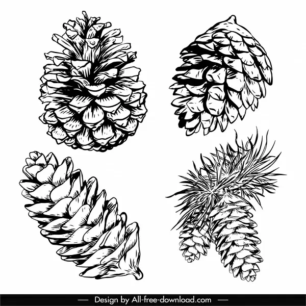 conifer pine cone icons black white retro handdrawn