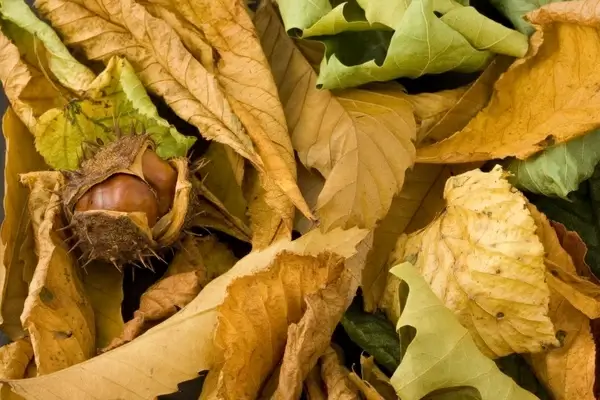 conker tree seasonal