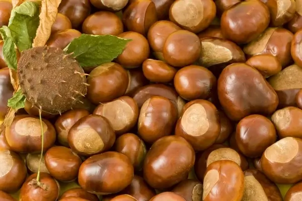 conkers leaf
