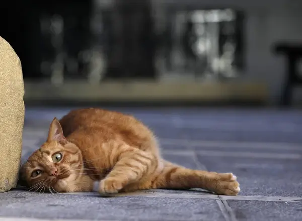 cool cat