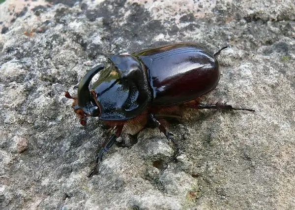 copris hispanus scarabaeidae boar