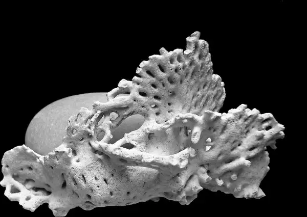 coral fossil nature