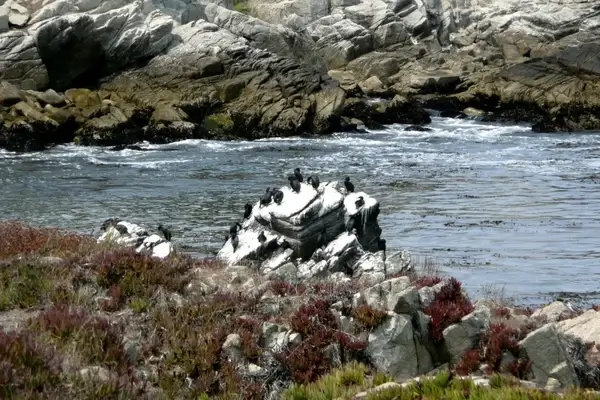 cormorants birds feathered