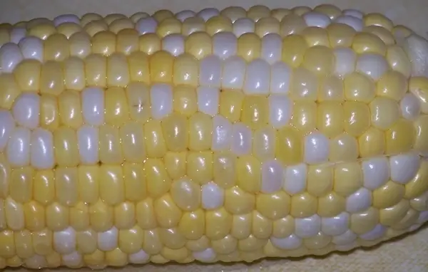 corn
