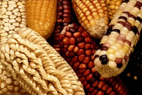 corn corn on the cob harvest