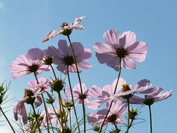 cosmos cosmea flower