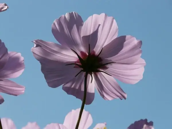 cosmos flower cosmos bipinnatus