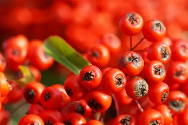 cotoneaster
