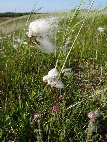 cotton grass