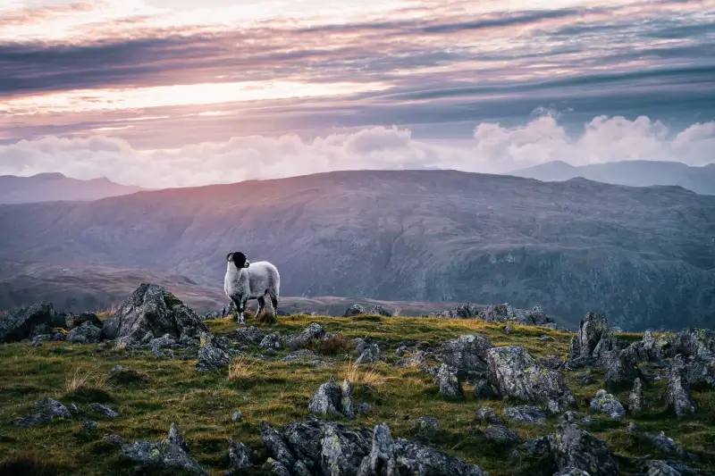 countryside picture mountain highland sheep pasture scene 