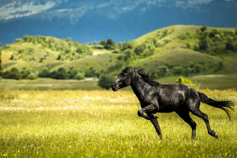 countryside scenery horse riding on grassland 