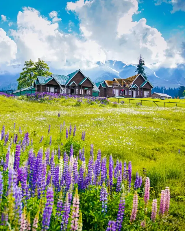 countryside scenery picture elegant blooming lavender farm 