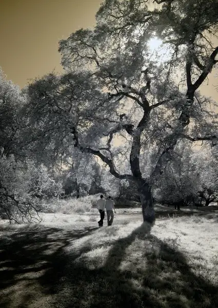 couple in the park