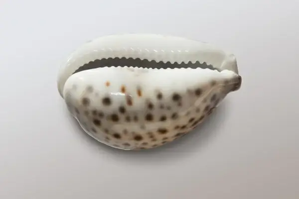 cowrie cowries porzellanschnecke