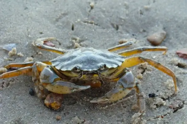 crab beach sand