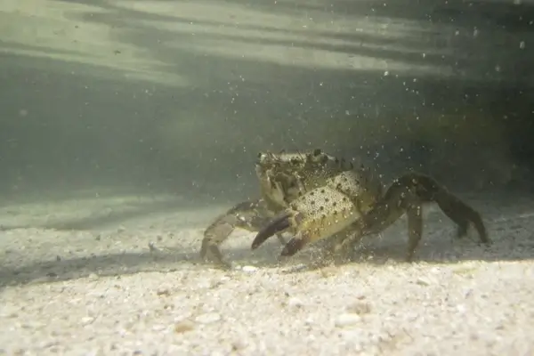 crab underwater