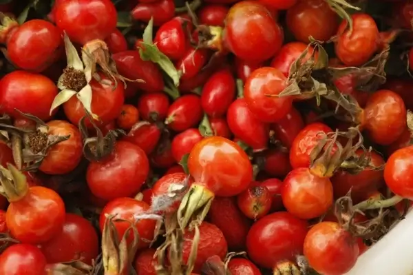 crataegus fruit red