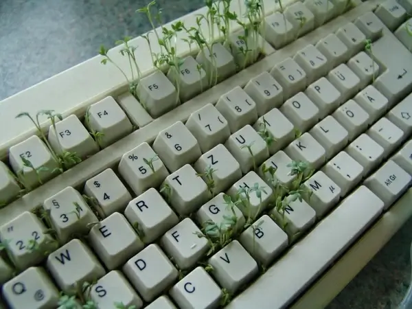cress spice plant