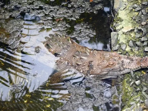 crocodile