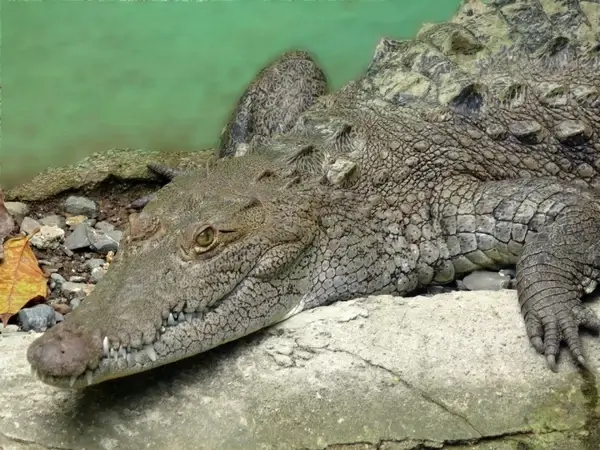 crocodile