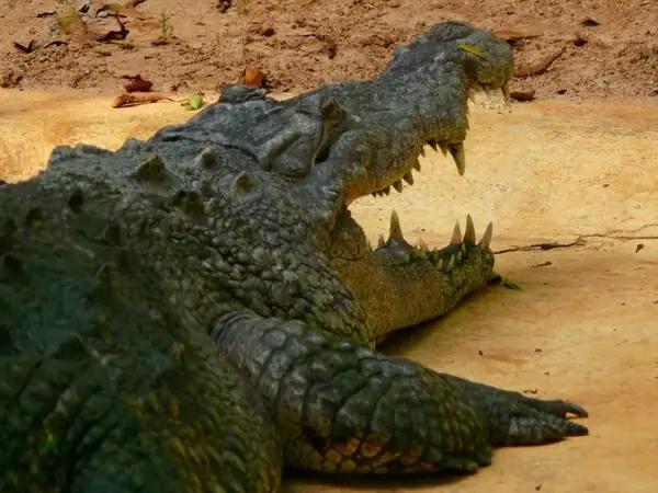 crocodile