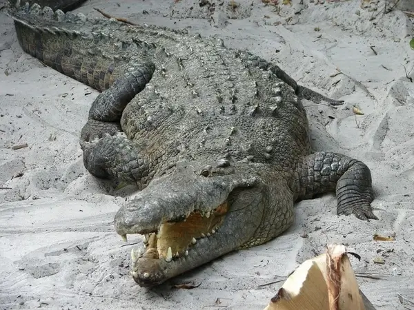 crocodile