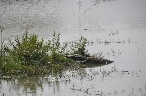 crocodile