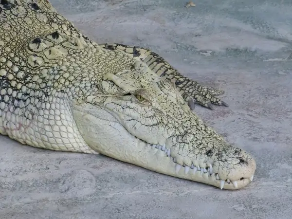 crocodile lizard reptile