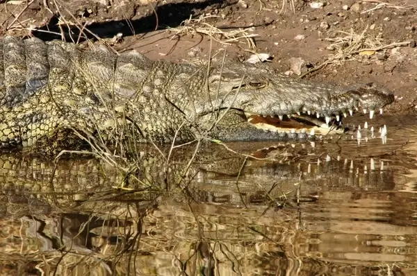 crocodile lizard reptile