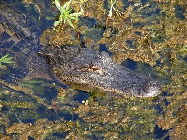 crocodile wilderness dangerous