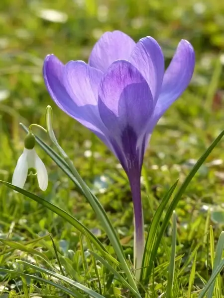 crocus purple violet