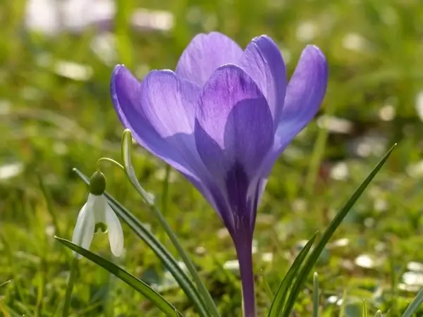 crocus purple violet