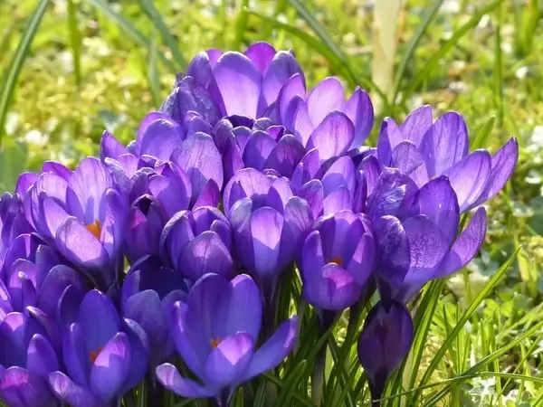crocus yellow purple