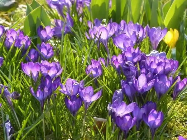 crocus yellow purple