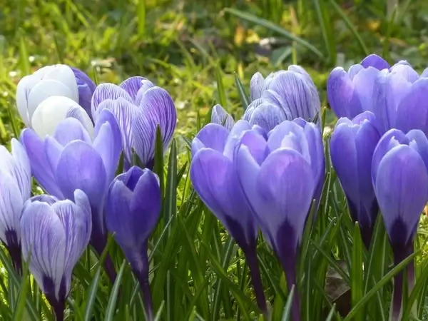 crocus yellow purple