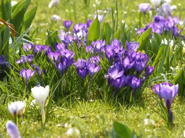 crocus yellow purple
