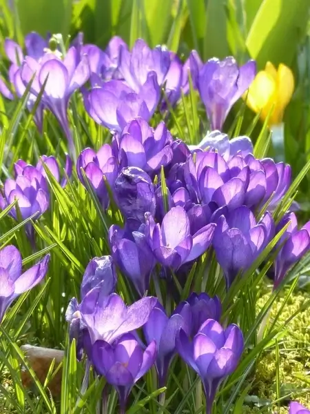 crocus yellow purple