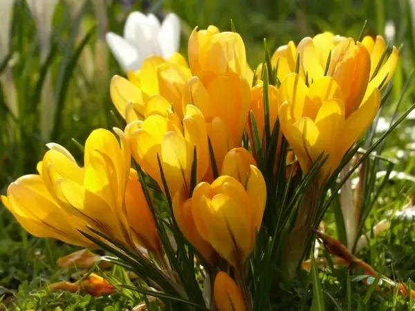 crocus yellow white