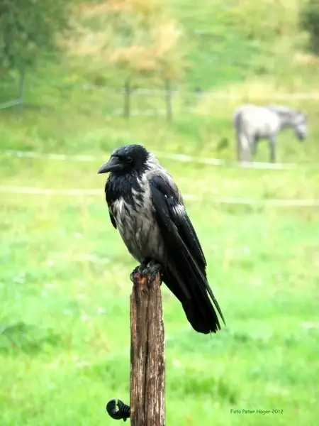 crow