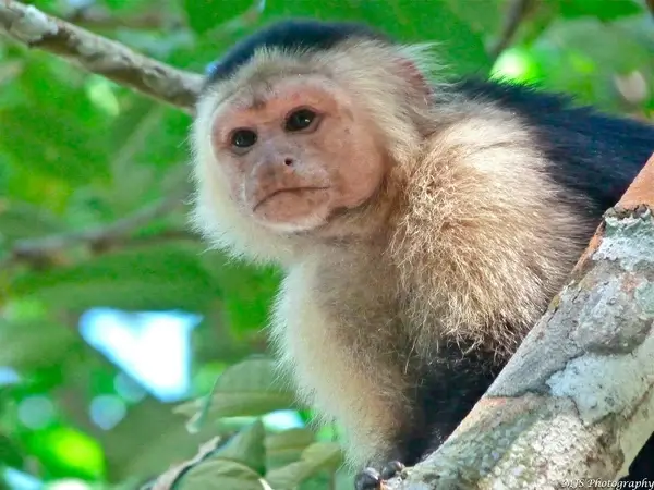 cuddle monkey