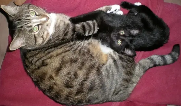 cuddling cats