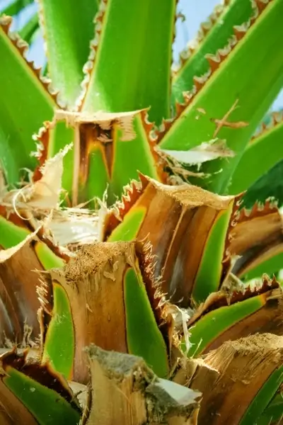 cut palm leaves