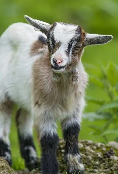 cute baby goat