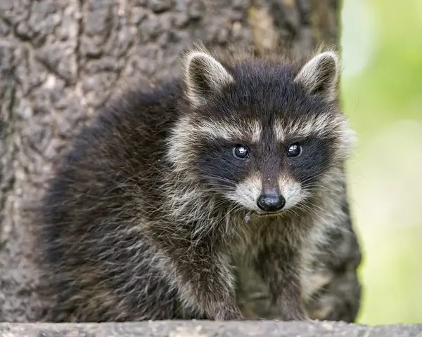 cute baby raccoon