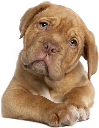 cute dog 03 hd pictures