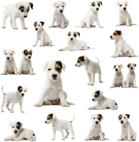 cute dog 04 hd pictures