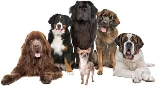 cute dog 05 hd picture