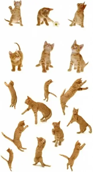 cute kittens hd picture