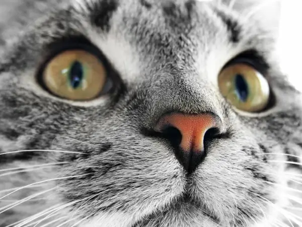 cute kitty hd picture